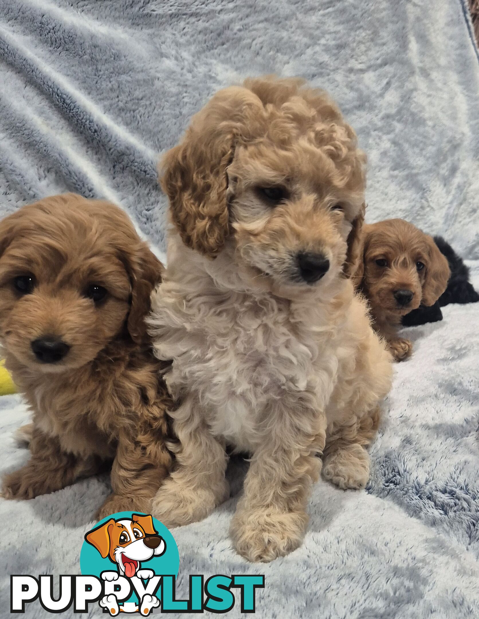 Mini Toy Poodle x Mini Dachshund