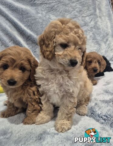 Mini Toy Poodle x Mini Dachshund