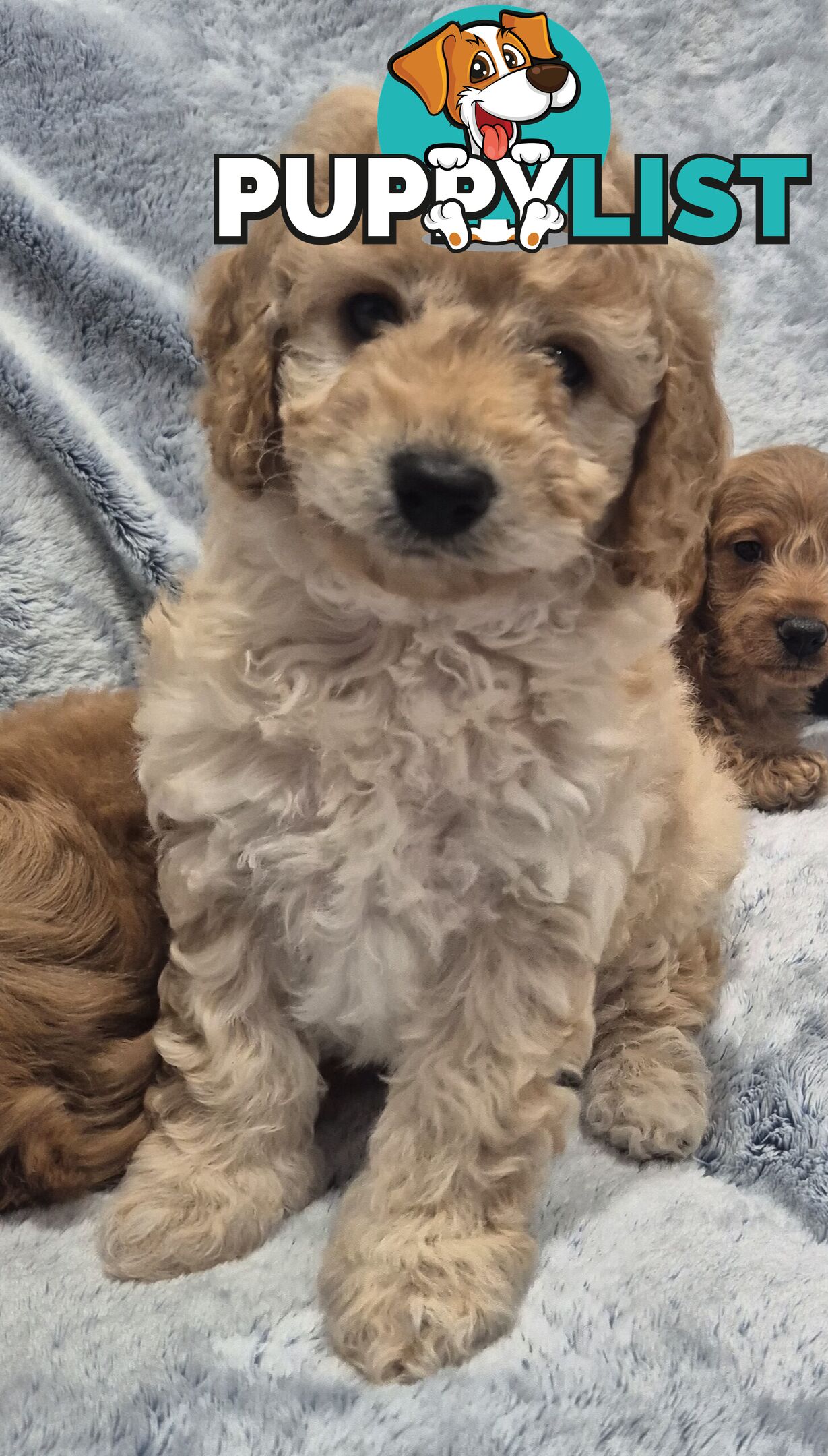 Mini Toy Poodle x Mini Dachshund