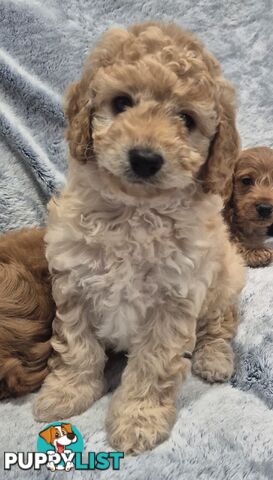 Mini Toy Poodle x Mini Dachshund