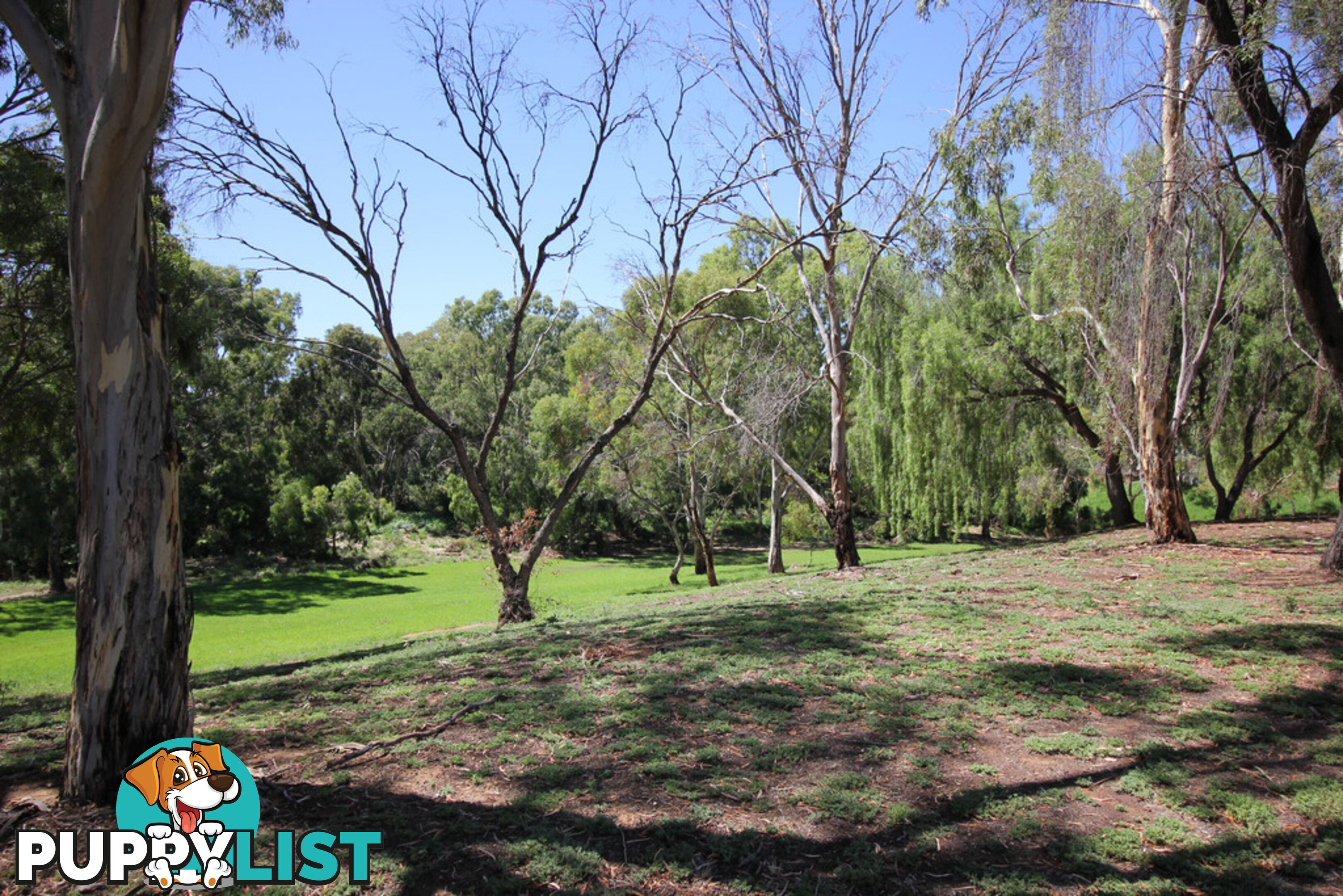 42 Greville Aveune FLINDERS PARK SA 5025