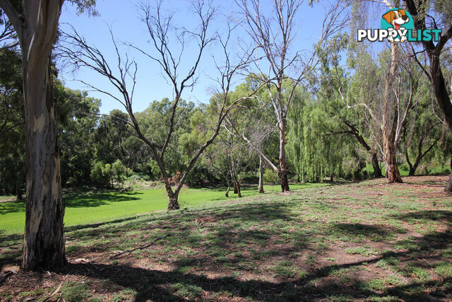 42 Greville Aveune FLINDERS PARK SA 5025
