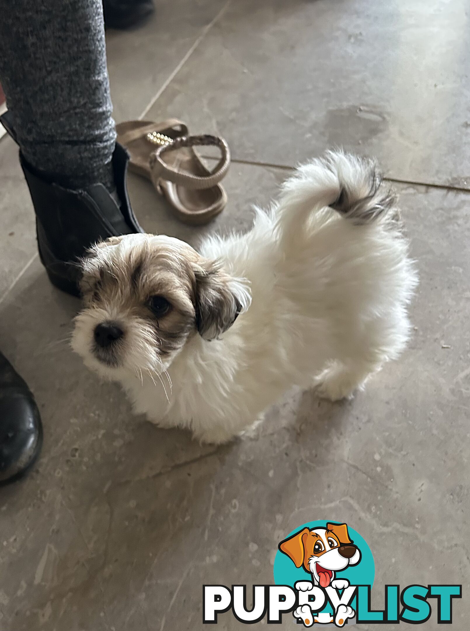 Maltese X Shih Tzu  puppies