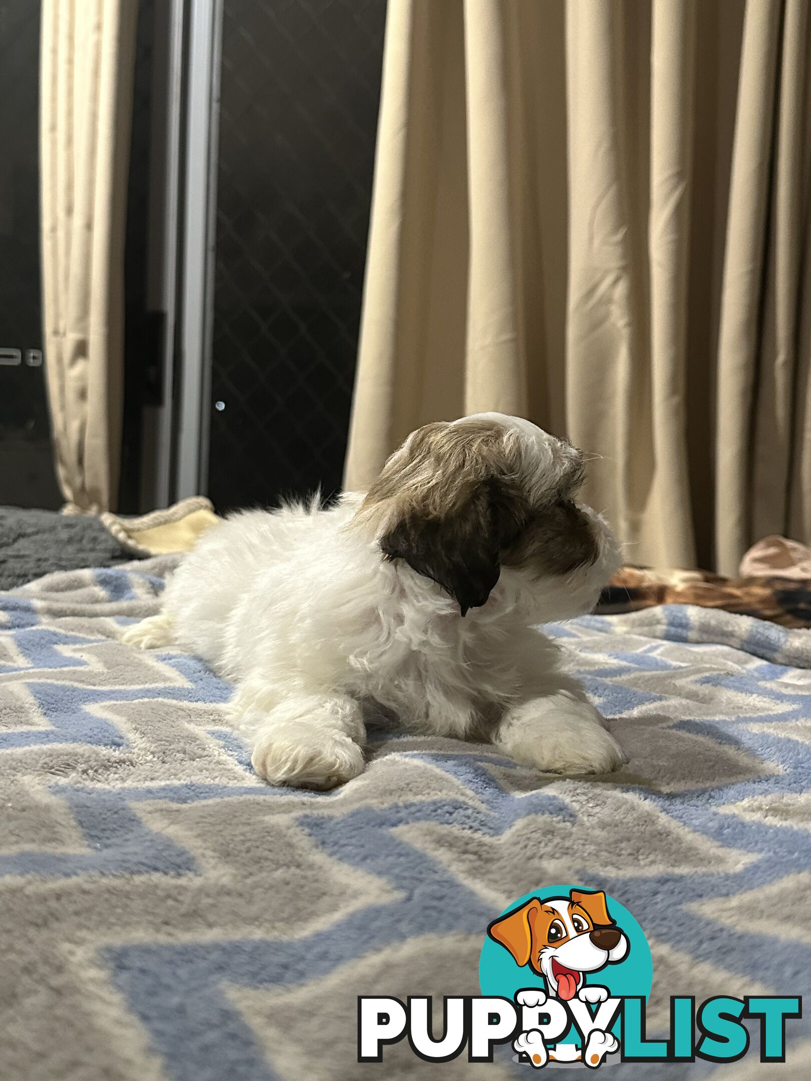 Maltese X Shih Tzu  puppies