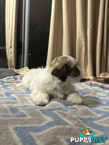 Maltese X Shih Tzu  puppies