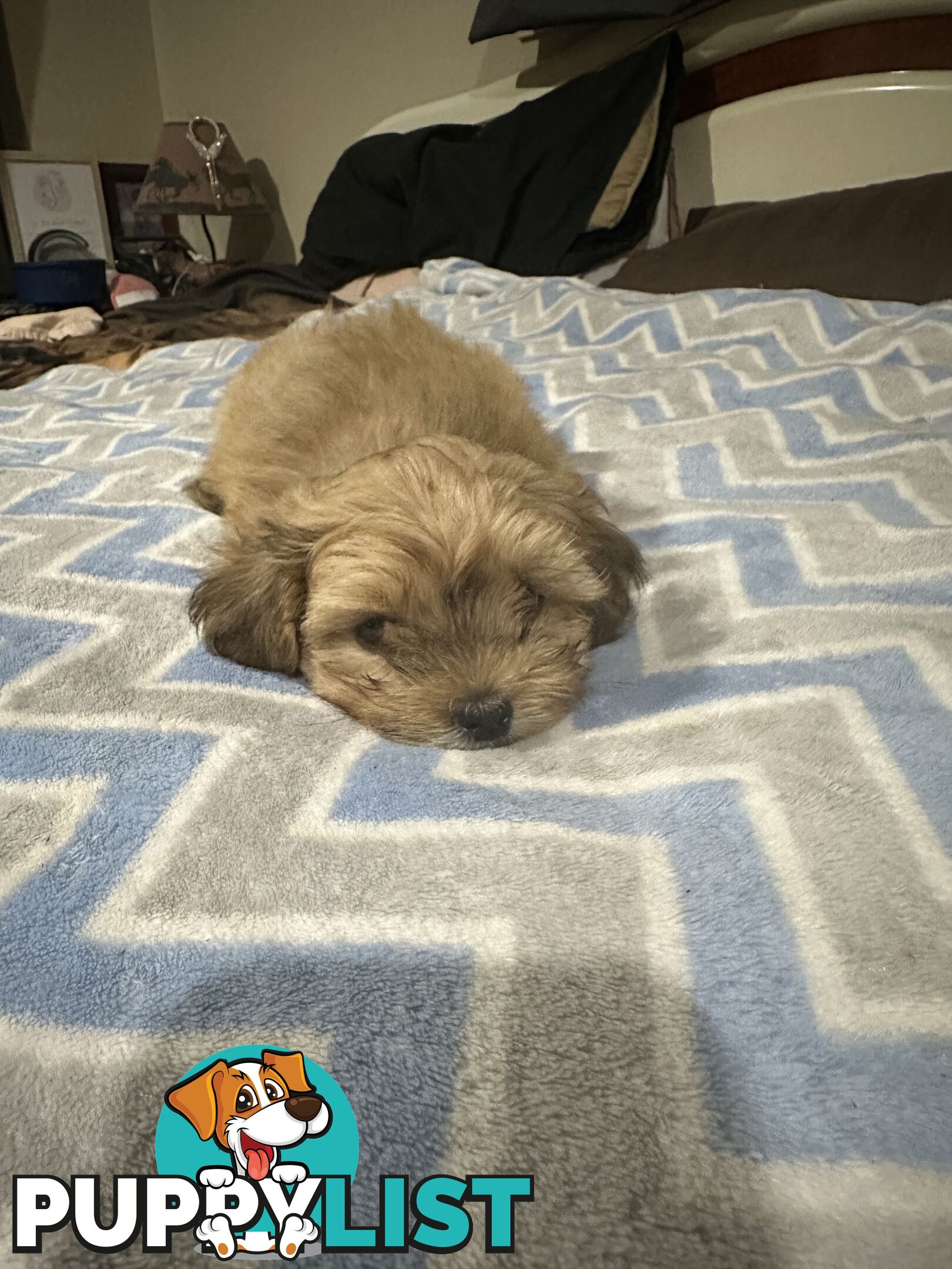 Maltese X Shih Tzu  puppies