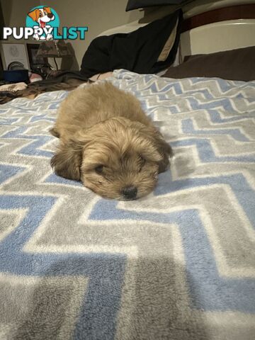 Maltese X Shih Tzu  puppies