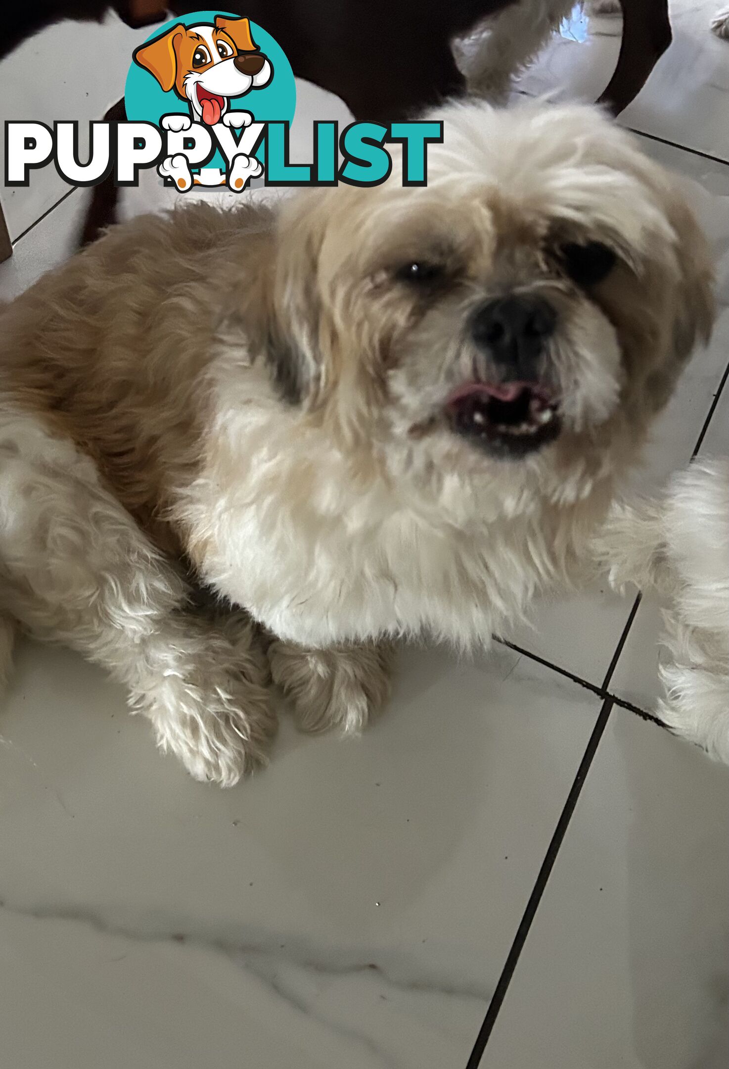 Maltese X Shih Tzu  puppies