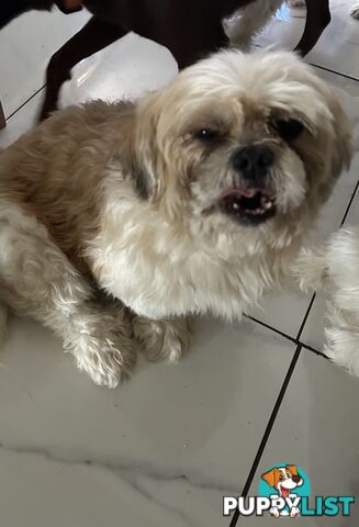 Maltese X Shih Tzu  puppies
