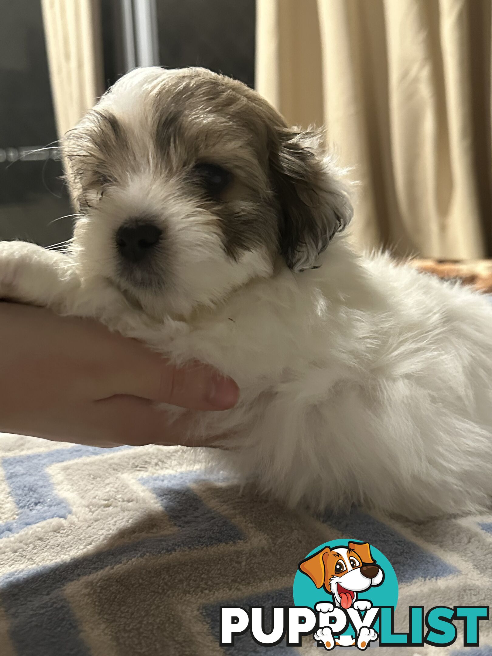 Maltese X Shih Tzu  puppies