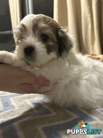 Maltese X Shih Tzu  puppies