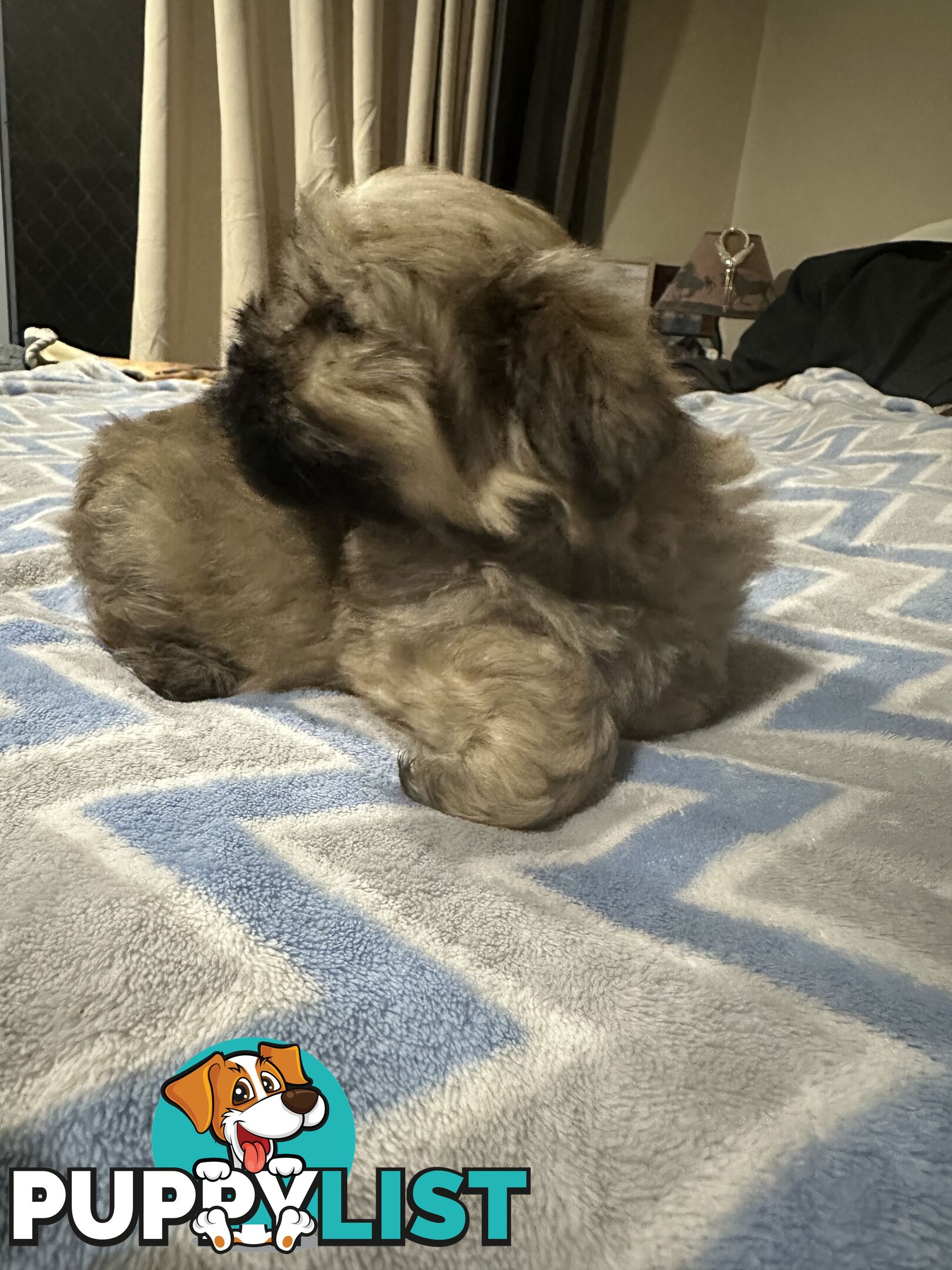 Maltese X Shih Tzu  puppies