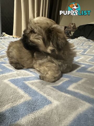 Maltese X Shih Tzu  puppies