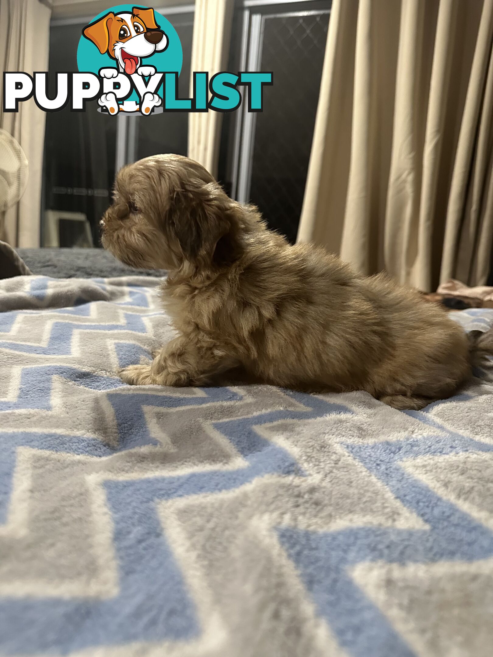 Maltese X Shih Tzu  puppies