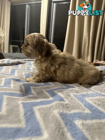 Maltese X Shih Tzu  puppies