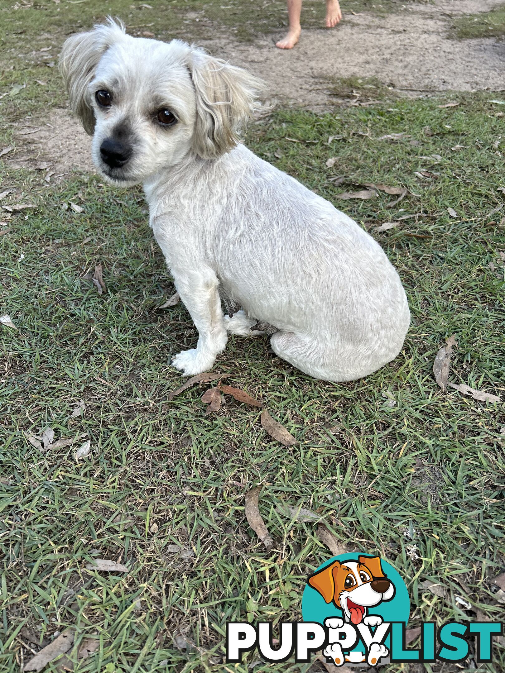 Maltese X Shih Tzu  puppies
