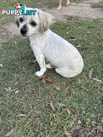 Maltese X Shih Tzu  puppies
