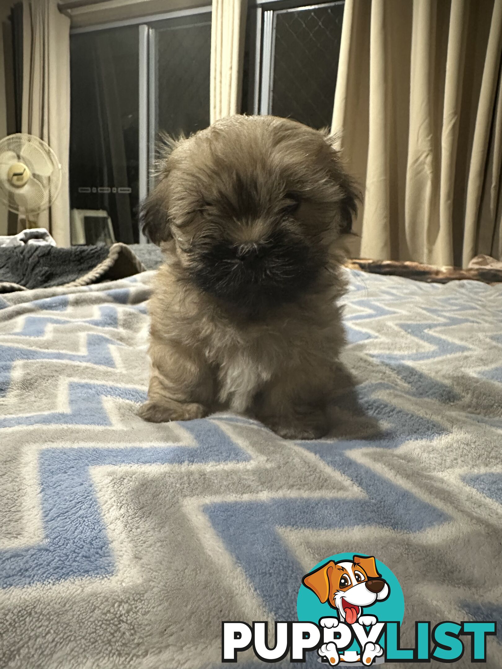 Maltese X Shih Tzu  puppies