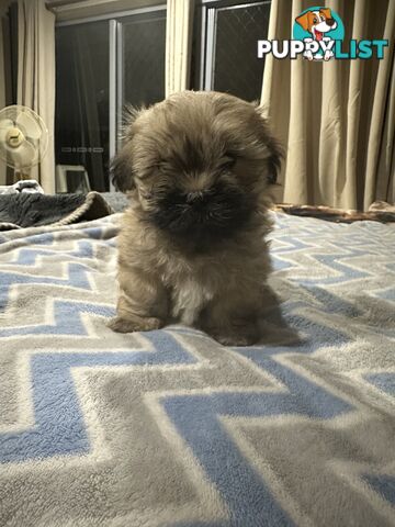 Maltese X Shih Tzu  puppies