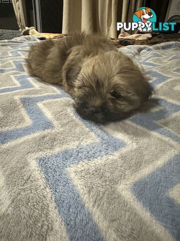 Maltese X Shih Tzu  puppies