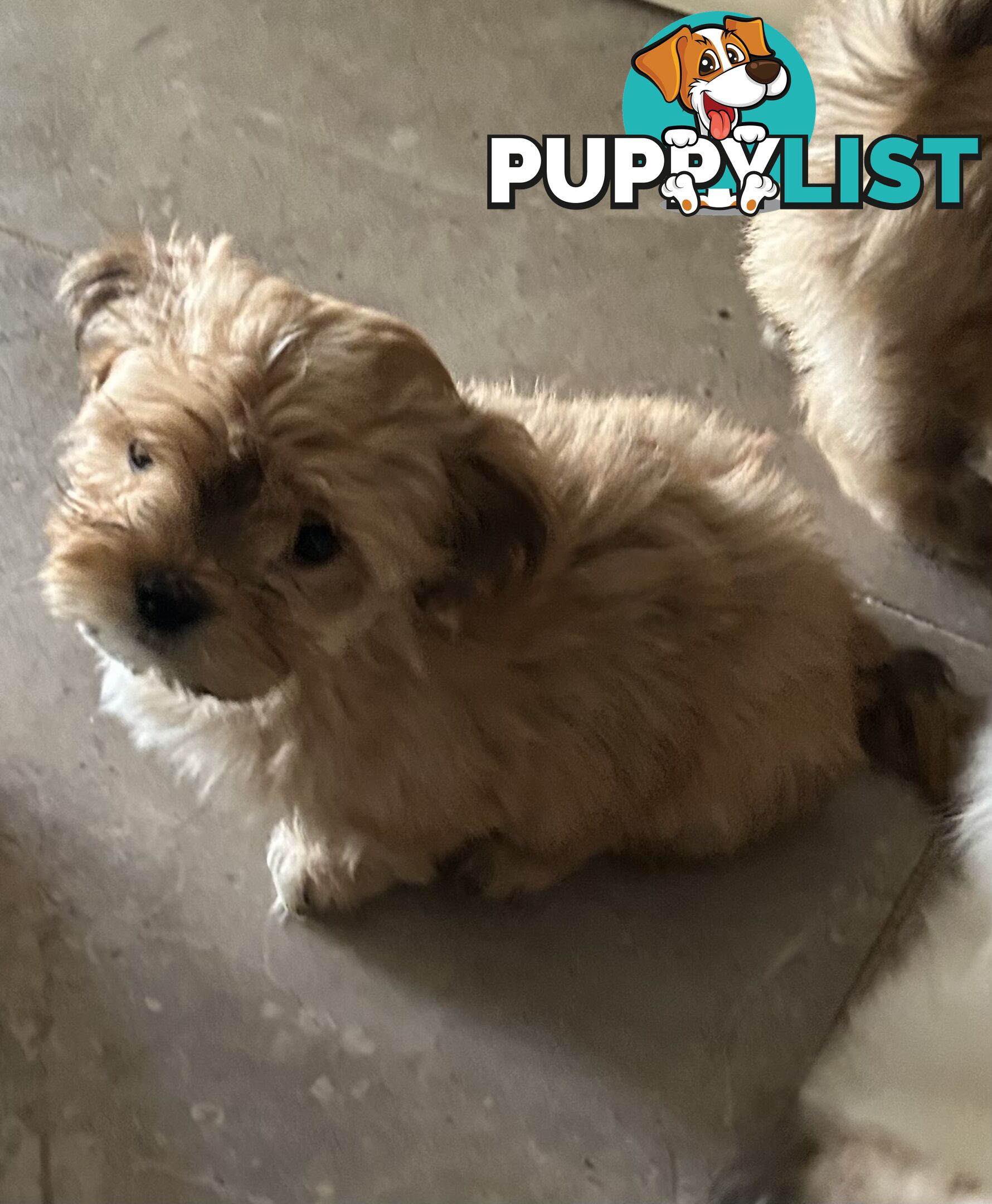 Maltese X Shih Tzu  puppies