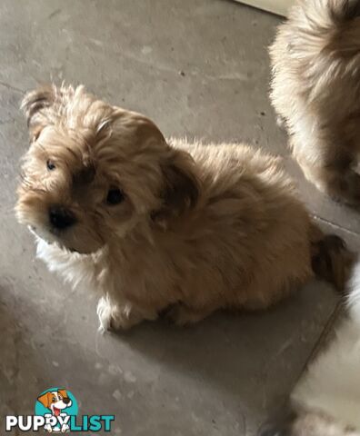 Maltese X Shih Tzu  puppies