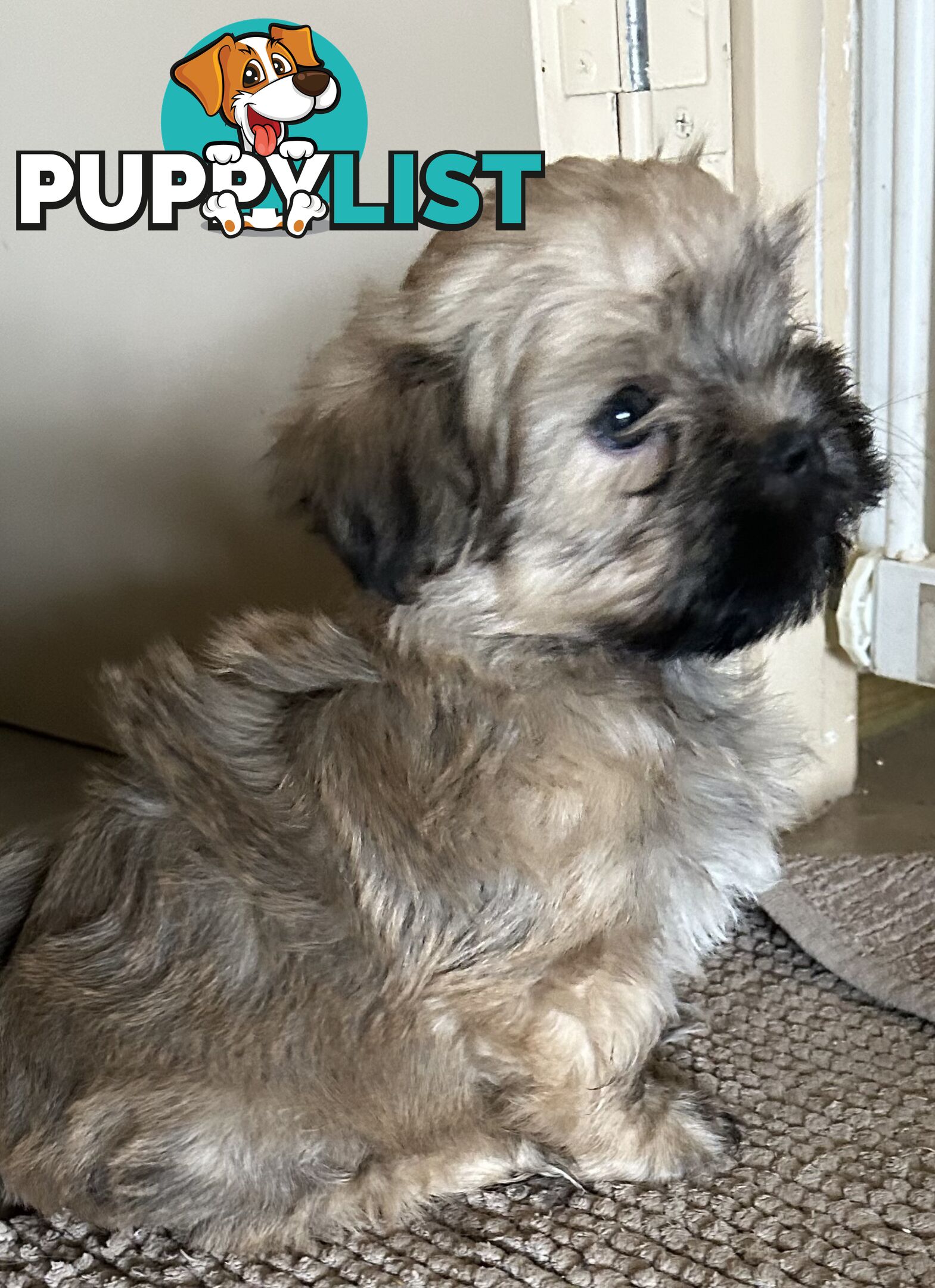 Maltese X Shih Tzu  puppies