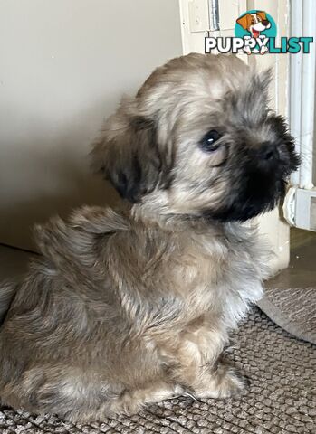 Maltese X Shih Tzu  puppies