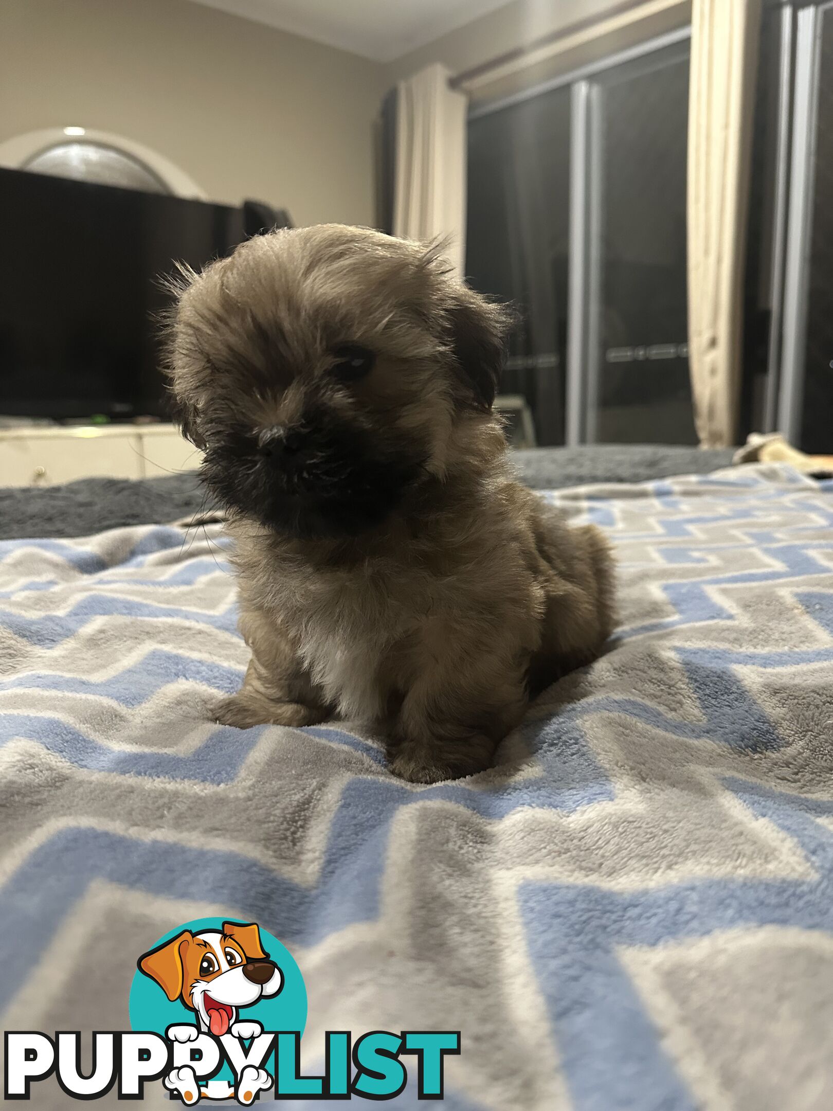 Maltese X Shih Tzu  puppies