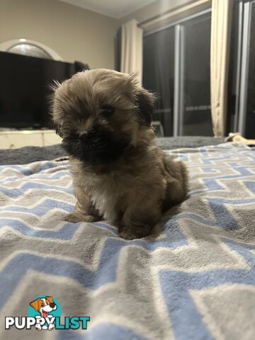 Maltese X Shih Tzu  puppies
