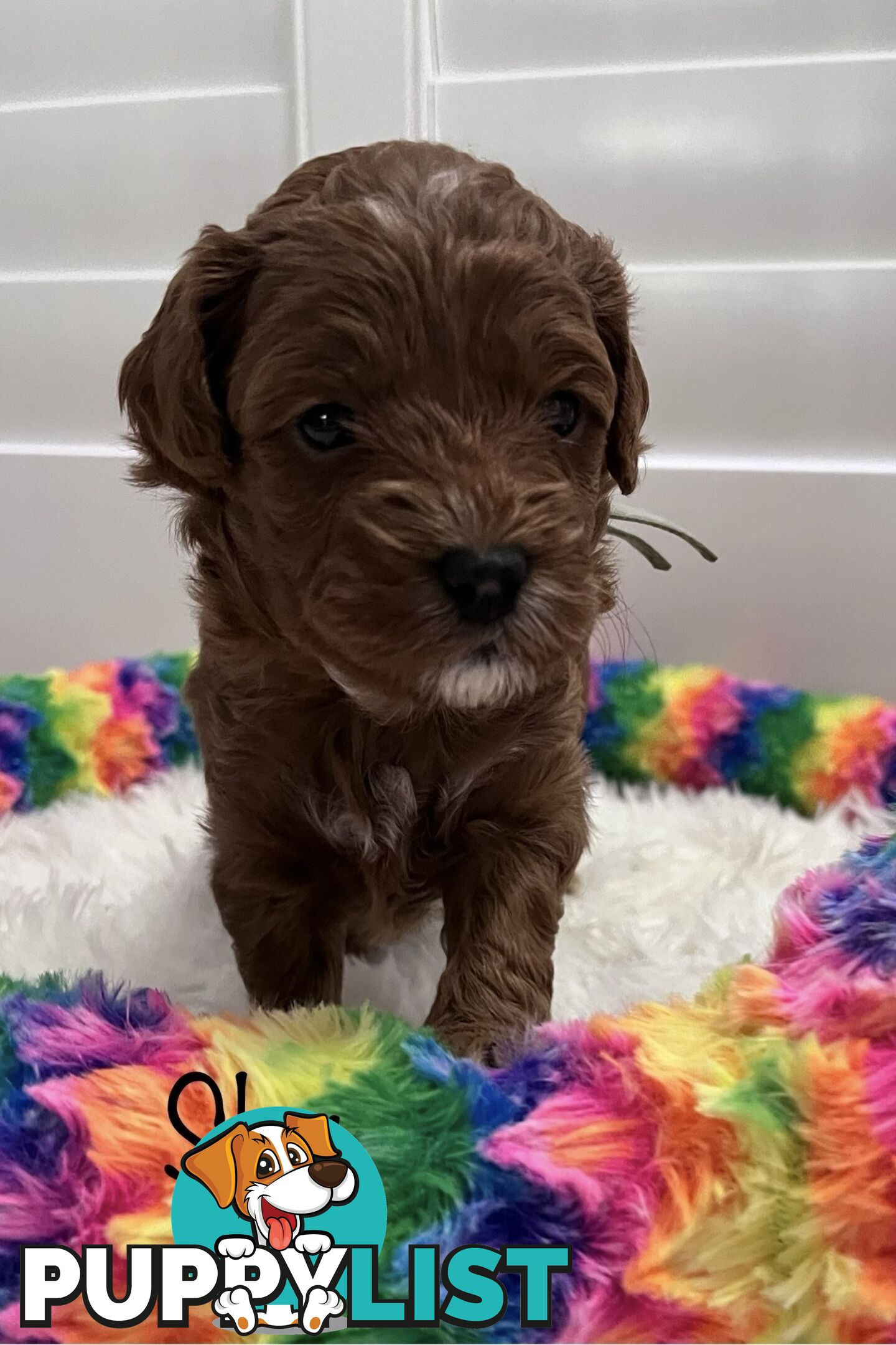 5 Beautiful Cavoodle F1b Puppies