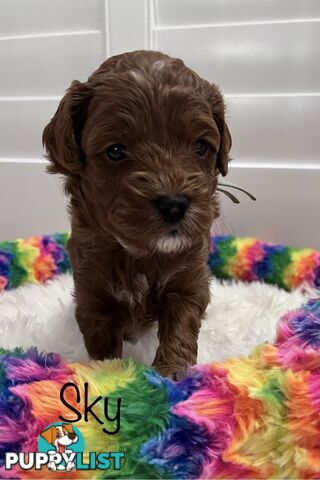 5 Beautiful Cavoodle F1b Puppies