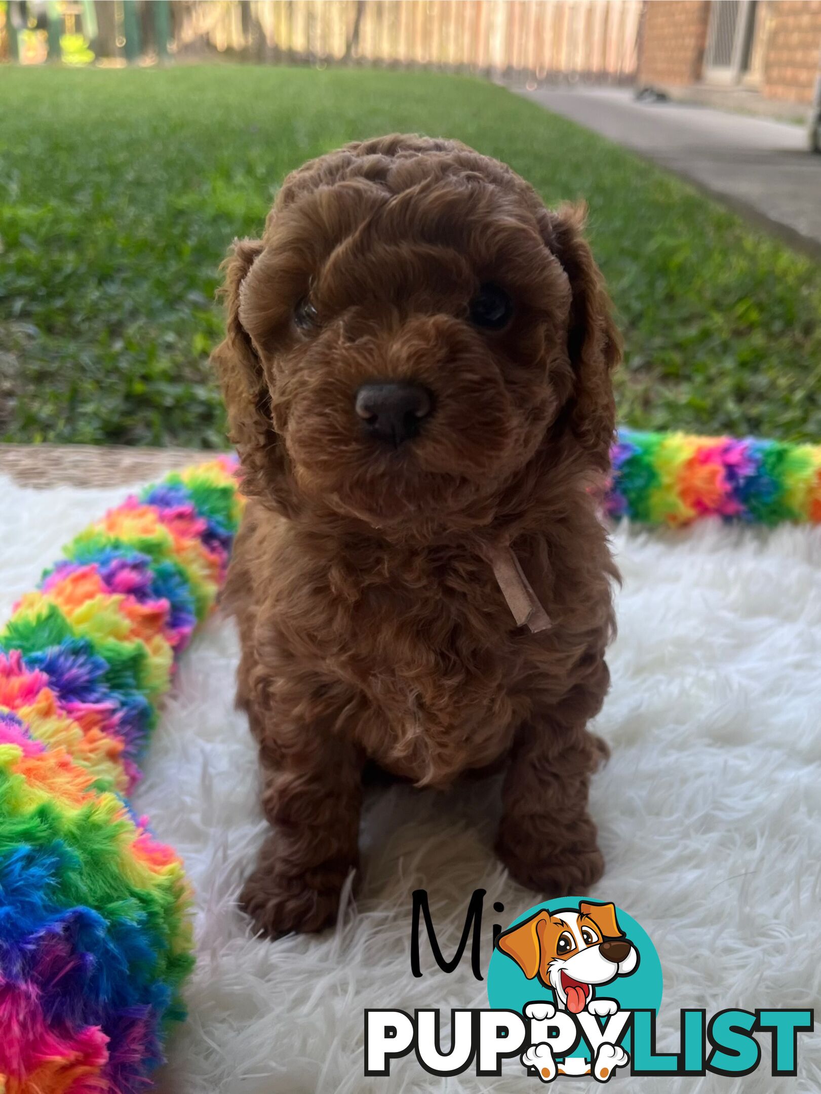 5 Beautiful Cavoodle F1b Puppies