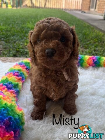 5 Beautiful Cavoodle F1b Puppies