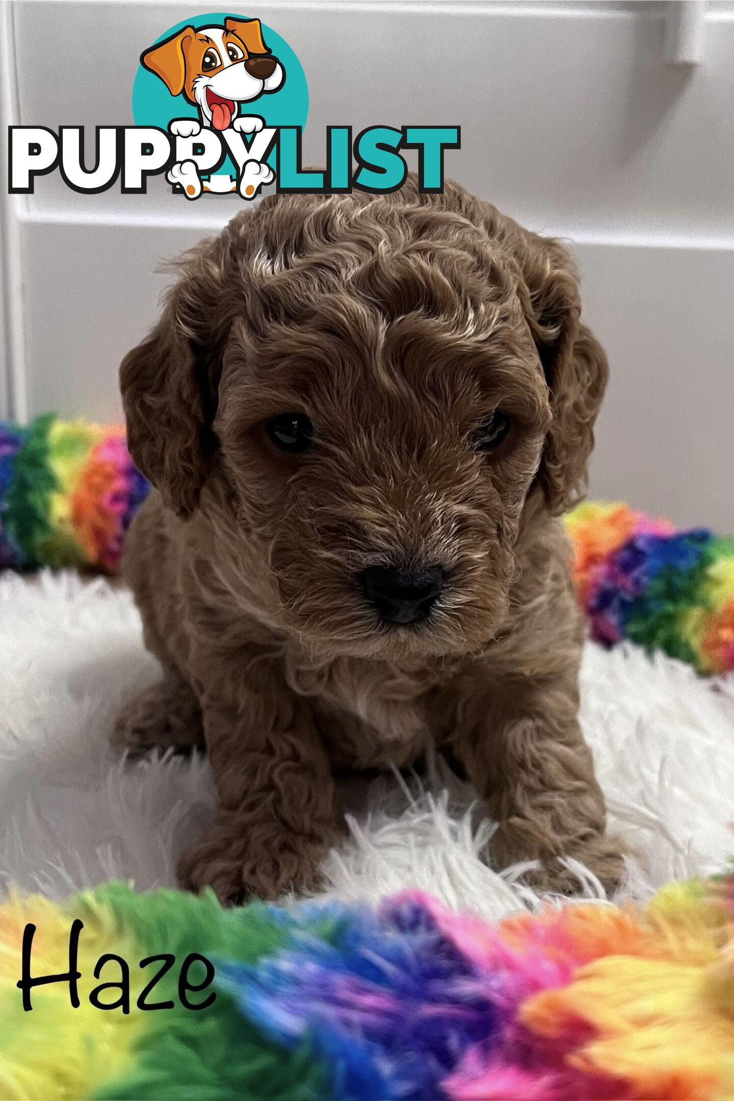 5 Beautiful Cavoodle F1b Puppies