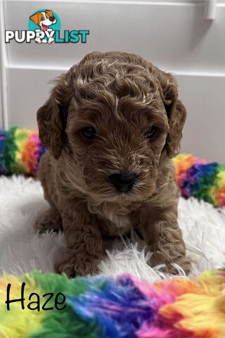 5 Beautiful Cavoodle F1b Puppies