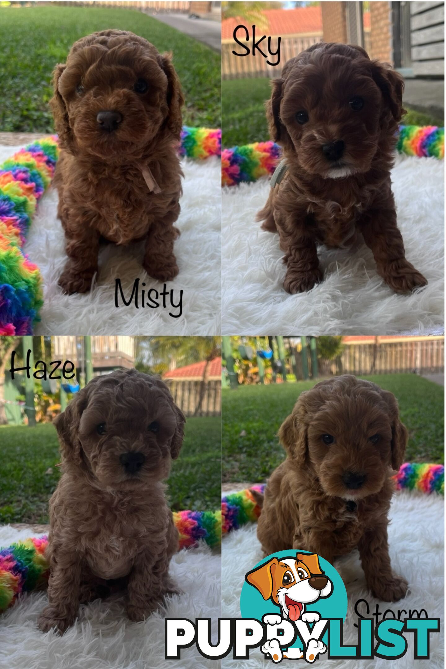 5 Beautiful Cavoodle F1b Puppies