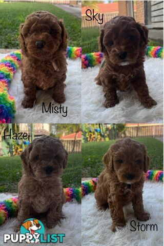 5 Beautiful Cavoodle F1b Puppies