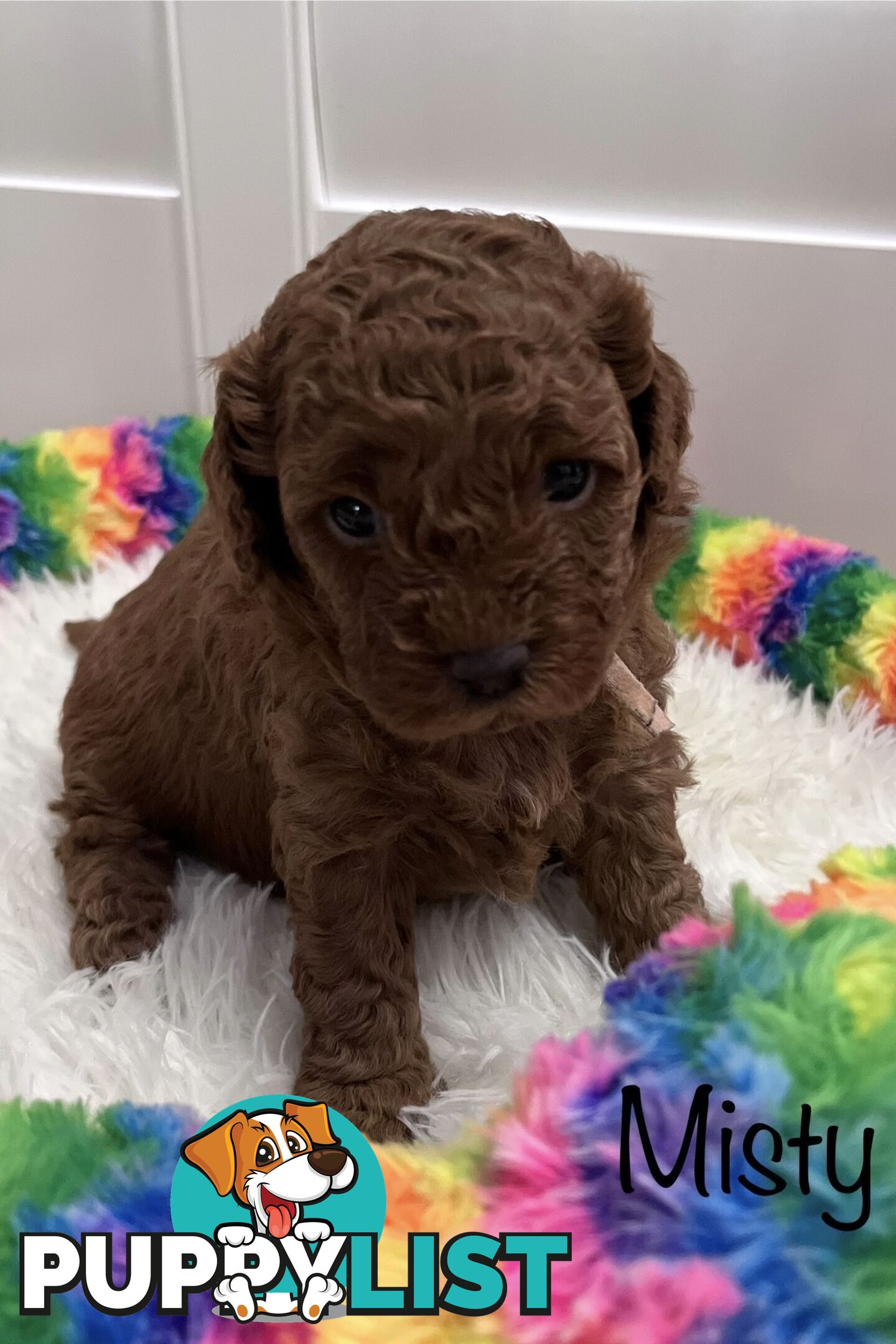 5 Beautiful Cavoodle F1b Puppies