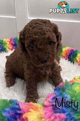 5 Beautiful Cavoodle F1b Puppies