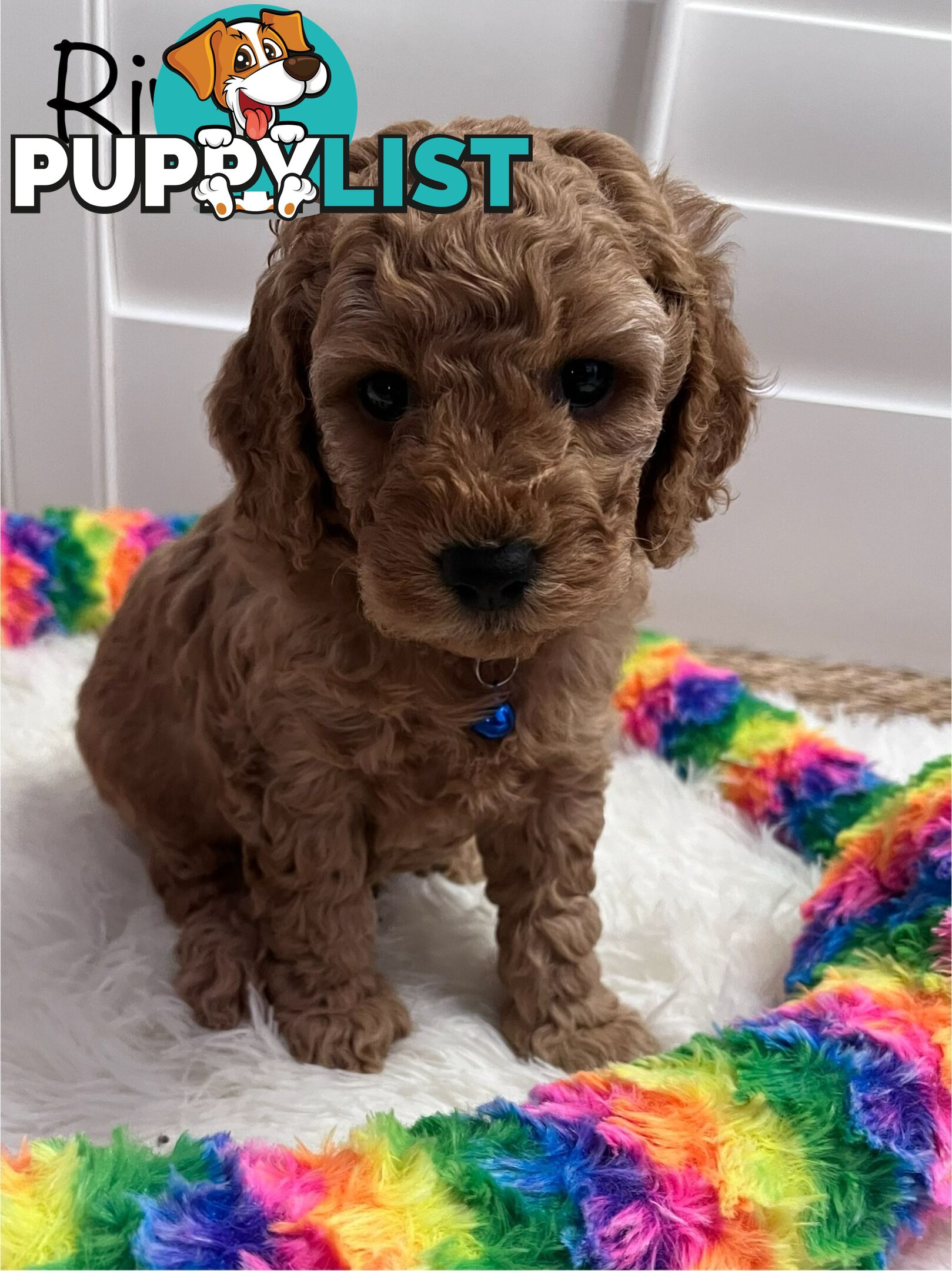 5 Beautiful Cavoodle F1b Puppies