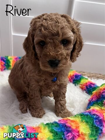 5 Beautiful Cavoodle F1b Puppies
