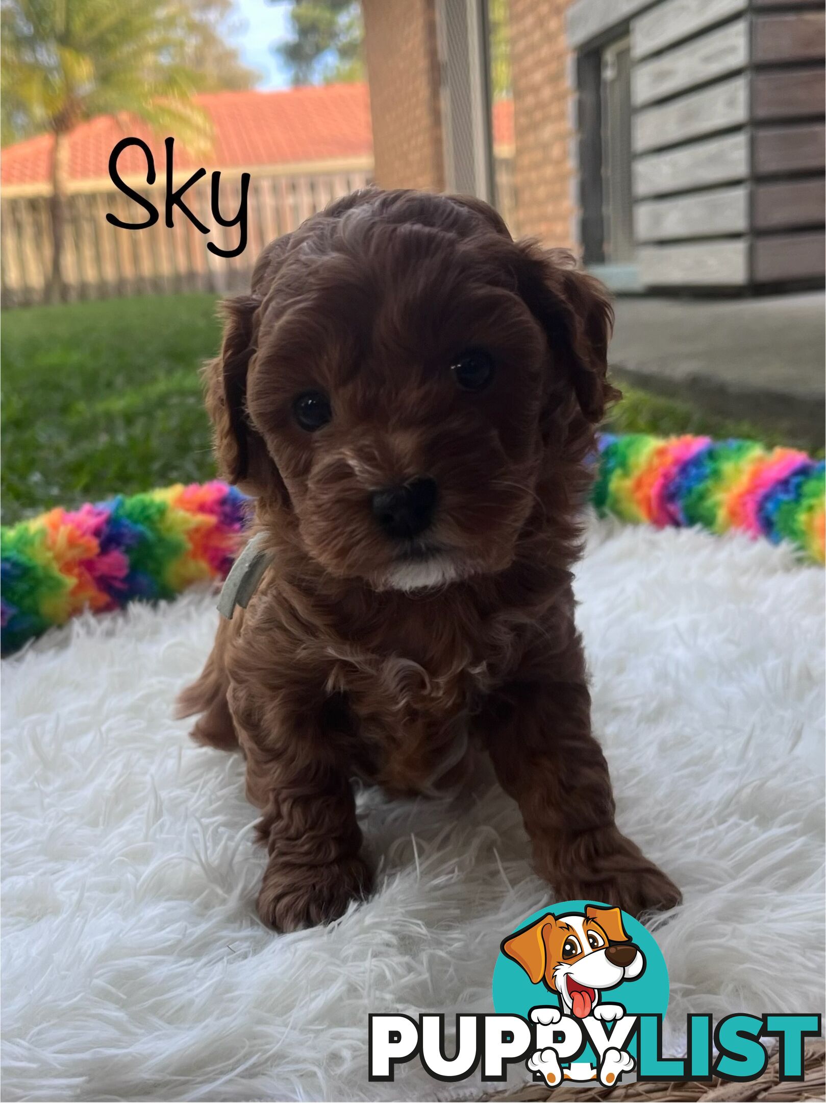 5 Beautiful Cavoodle F1b Puppies