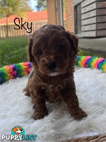 5 Beautiful Cavoodle F1b Puppies