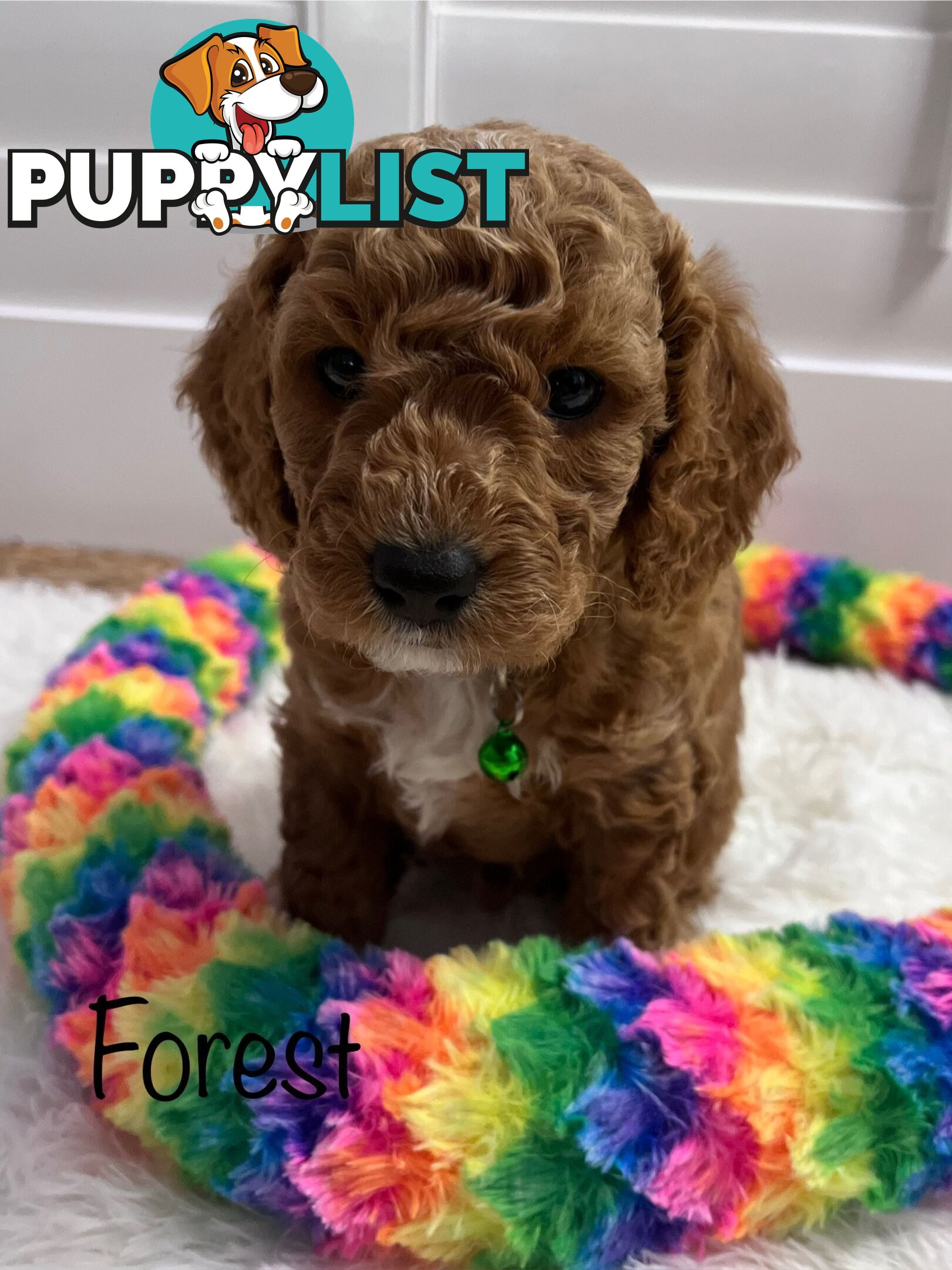 5 Beautiful Cavoodle F1b Puppies