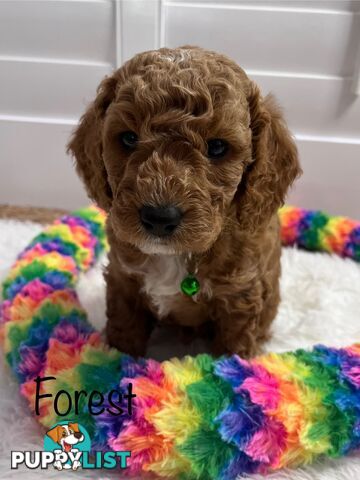 5 Beautiful Cavoodle F1b Puppies