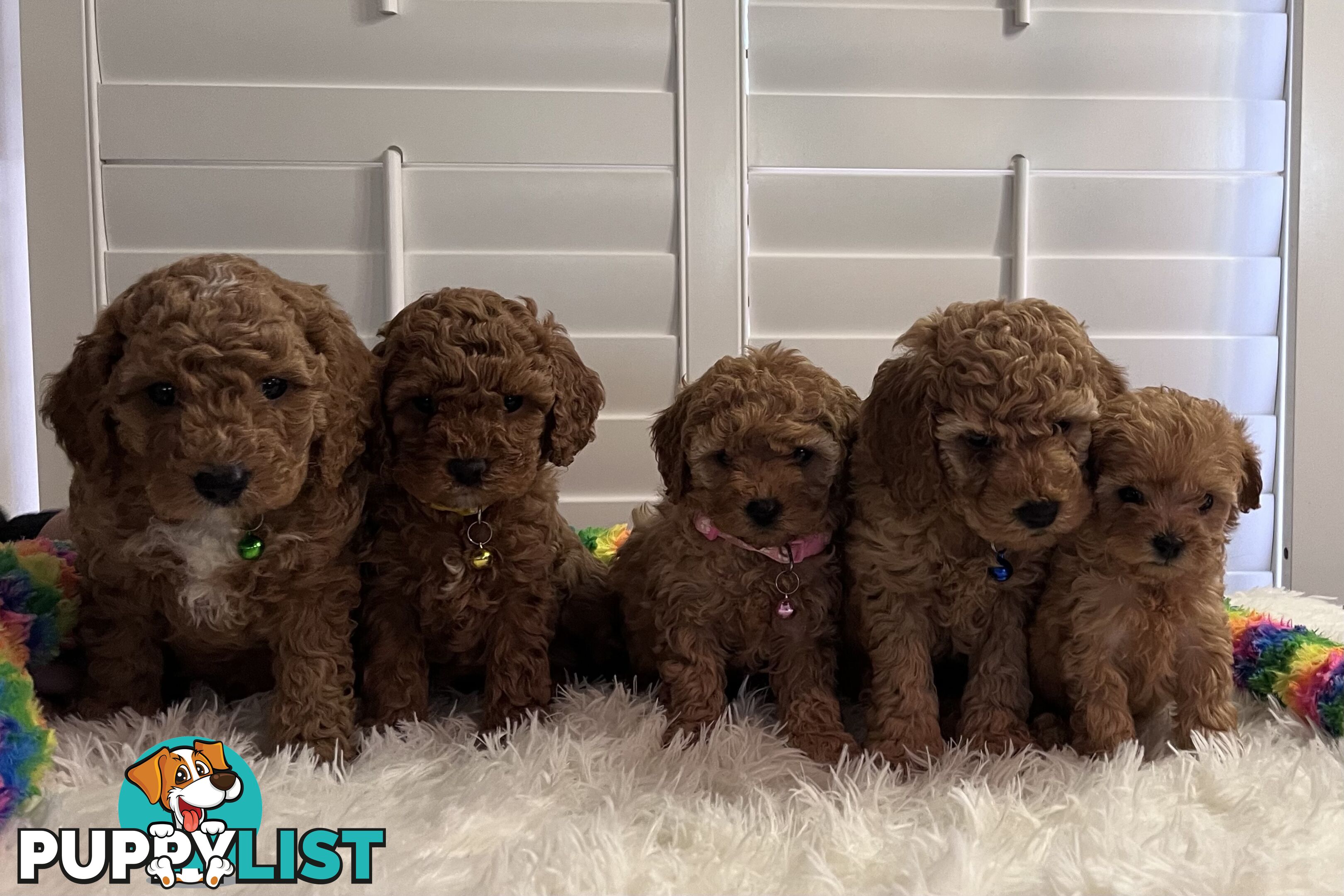 5 Beautiful Cavoodle F1b Puppies
