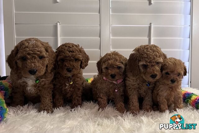 5 Beautiful Cavoodle F1b Puppies