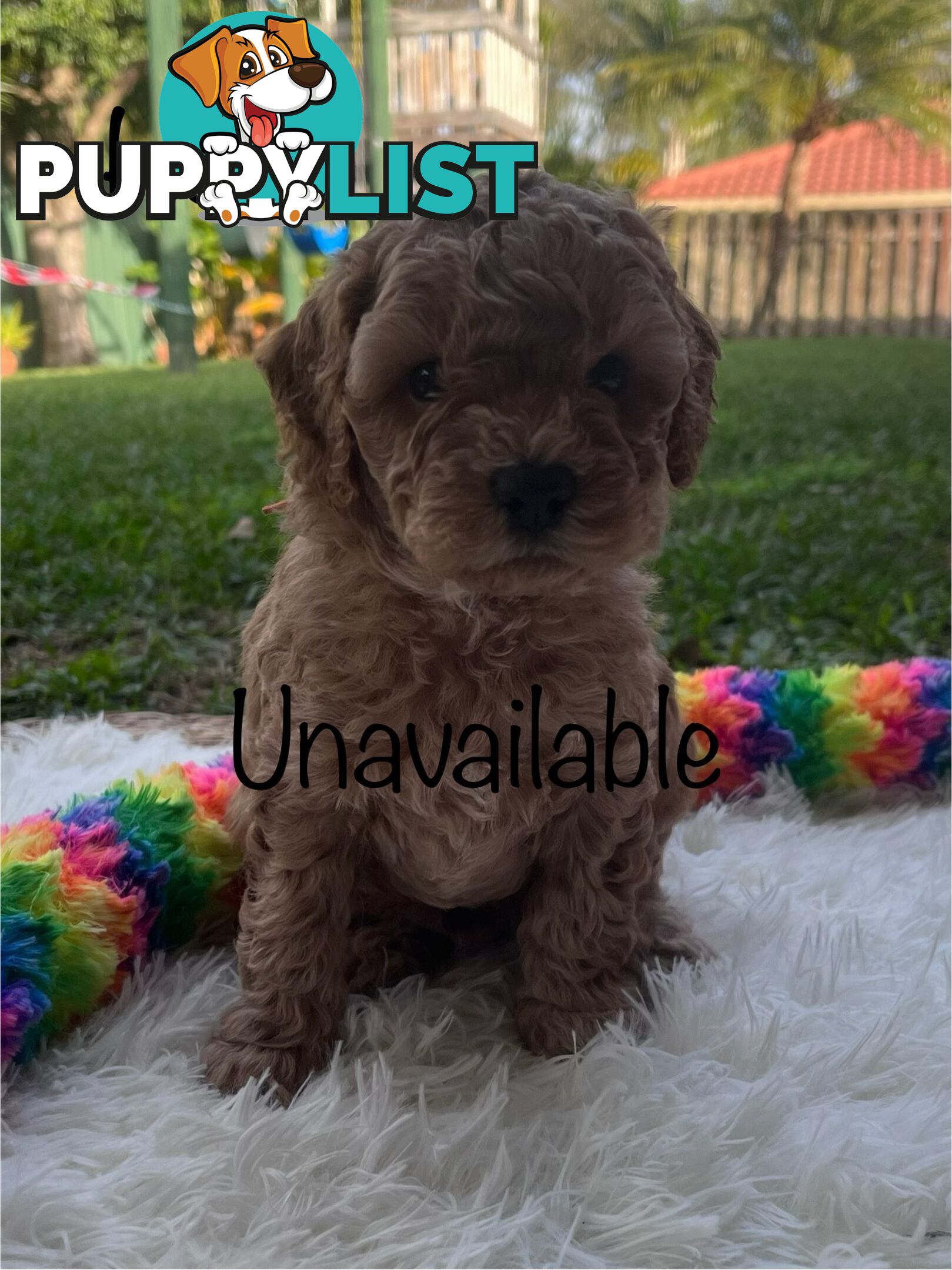 5 Beautiful Cavoodle F1b Puppies