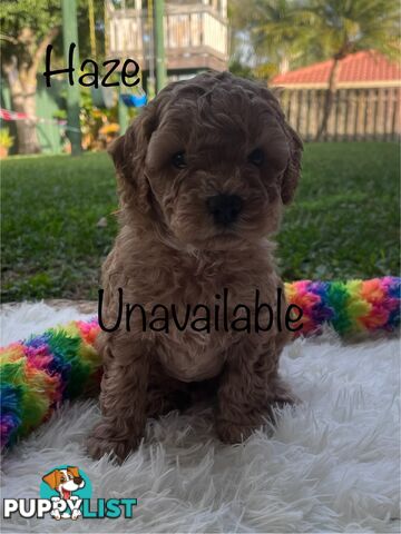 5 Beautiful Cavoodle F1b Puppies